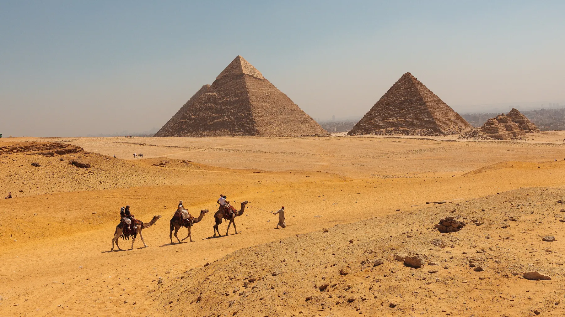 Camellos en el desierto junto a las pirámides de Guiza